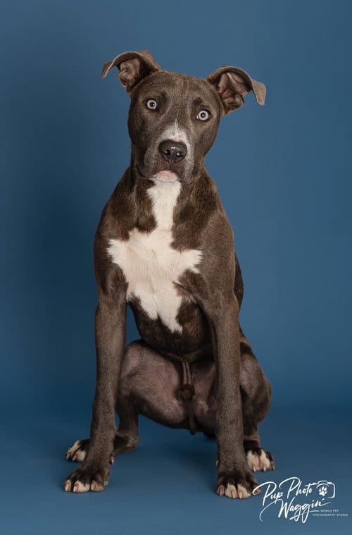Photo of Goofy, adoptable Pit Bull Terrier in Claremore, Oklahoma