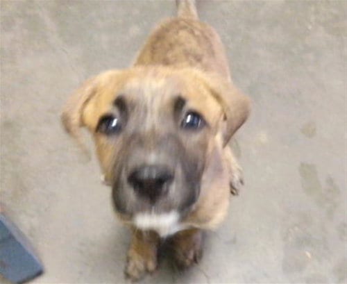 Photo of Hephaestus, adoptable Pit Bull Terrier in Tulsa, Oklahoma