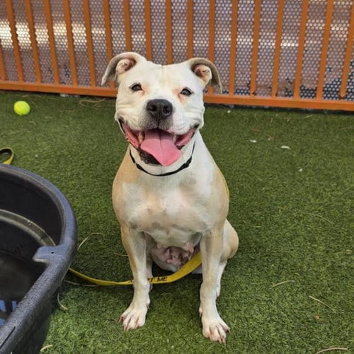 Photo of Sage, adoptable Pit Bull Terrier in Las Vegas, Nevada