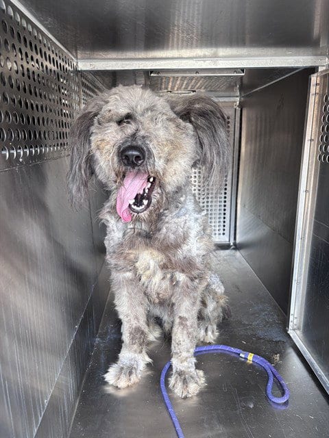 Photo of Arlo, adoptable Poodle (Standard) in Oklahoma City, Oklahoma