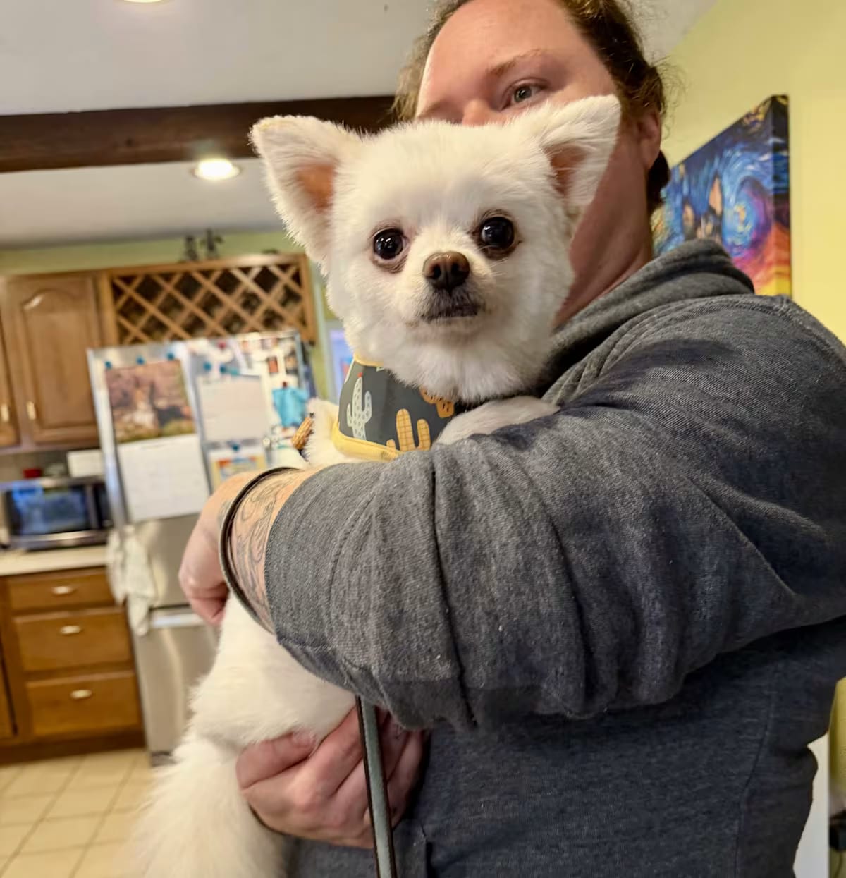 Photo of Niko, adoptable Pomeranian/Chihuahua in Uxbridge, Massachusetts