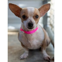 Photo of Betsy, adoptable Chihuahua in Fresno, California