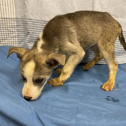 Photo of Baltimore, adoptable Husky in Modesto, California