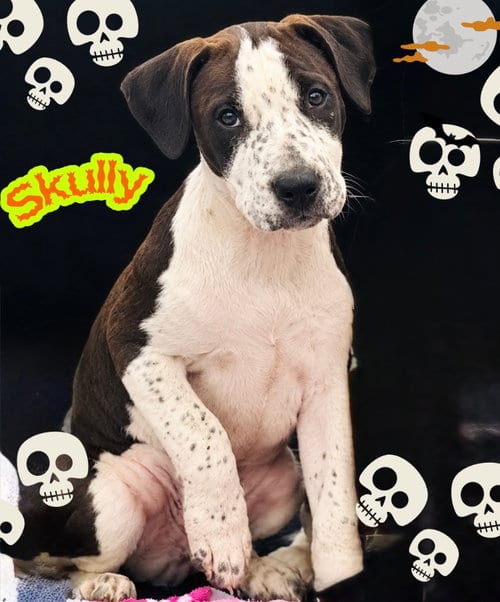 Photo of Skully, adoptable Pit Bull Terrier in Claremore, Oklahoma