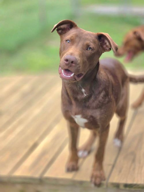 Photo of Simba, adoptable Unknown breed (short coat) in Crandall, Georgia