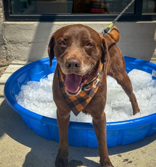 Photo of Snickers, adoptable Labrador Retriever in San Diego, California
