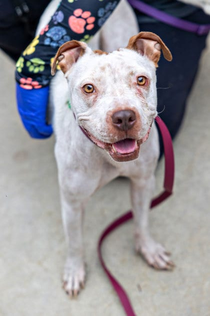 Photo of Esme, adoptable dog in Chamblee, Georgia