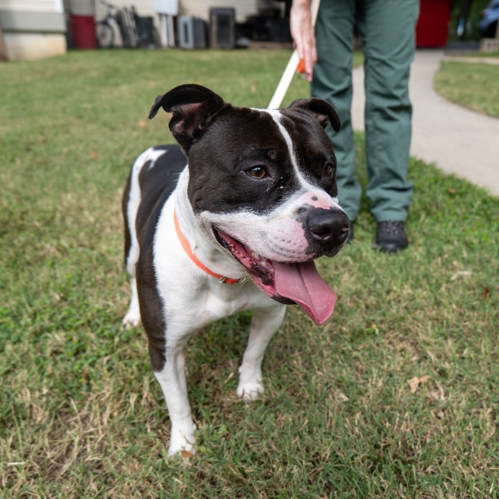 Photo of Brandon, adoptable Terrier, American Pit Bull in Baltimore, Maryland