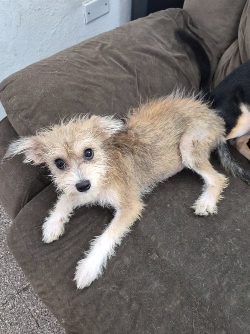 Photo of Robbie, adoptable Terrier in Albion, New York