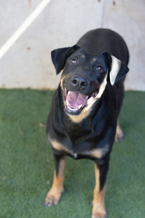 Photo of Ashley #2368, adoptable Doberman Pinscher in Studio City, California