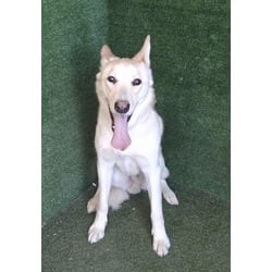 Photo of Simba, adoptable Carolina Dog in Lancaster, California