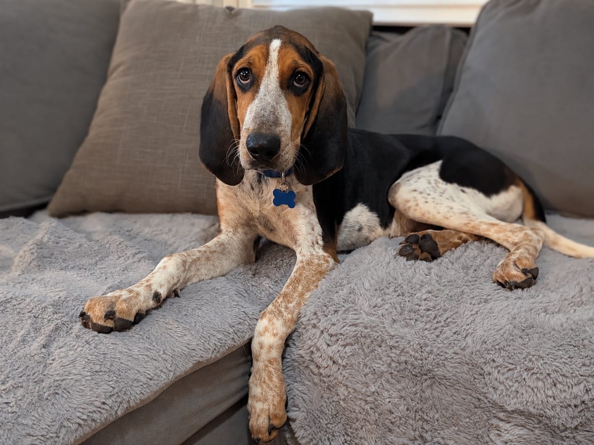 Photo of Michael Myers, adoptable Treeing Walker Coonhound in Tulsa, Oklahoma