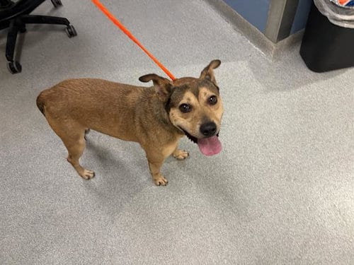 Photo of Chevron, adoptable Beagle in Orange, California