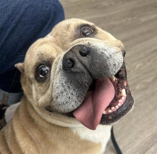Photo of Rex, adoptable American Bulldog in Martinez, California