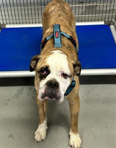 Photo of Acorn Squash, adoptable American Bulldog in Norfolk, Virginia