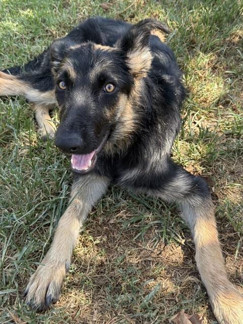 Photo of Tina, adoptable German Shepherd Dog in Riverside, California