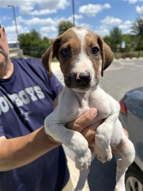 Photo of Beth, adoptable Hound in San Antonio, Texas