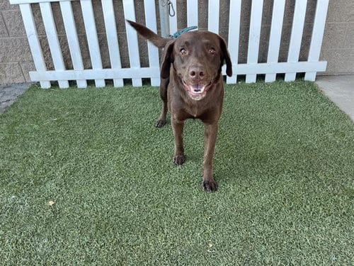 Photo of Hershey, adoptable Labrador Retriever in Modesto, California