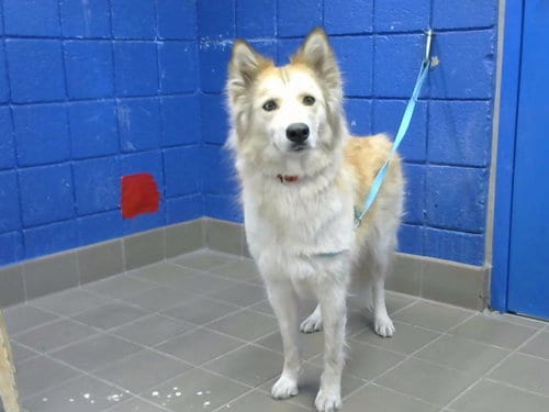 Photo of Mindy, adoptable Husky in Albuquerque, New Mexico