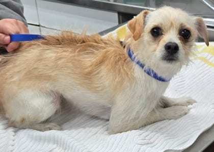Photo of Sasha, adoptable Terrier/Mix in Bakersfield, California