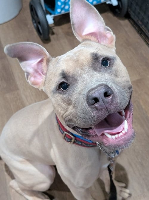 Photo of Lobster, adoptable Boxer in Pittsboro, North Carolina
