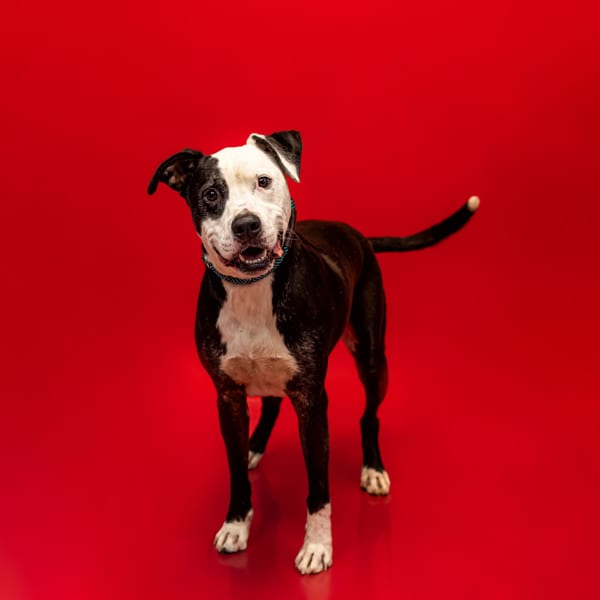 Photo of Hugh, adoptable Pit Bull cross in Lawrenceville, Georgia