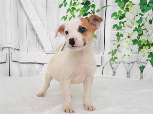Photo of A613967, adoptable Jack Russell Terrier (Parson Russell Terrier) in Oroville, California