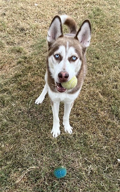 Photo of Max, adoptable Siberian Husky in Killeen, Texas