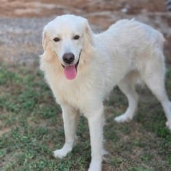 Photo of Hudson JuM, adoptable Great Pyrenees in Hartford, Connecticut