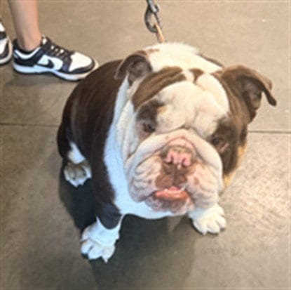 Photo of Archie, adoptable English Bulldog in Chatsworth, California