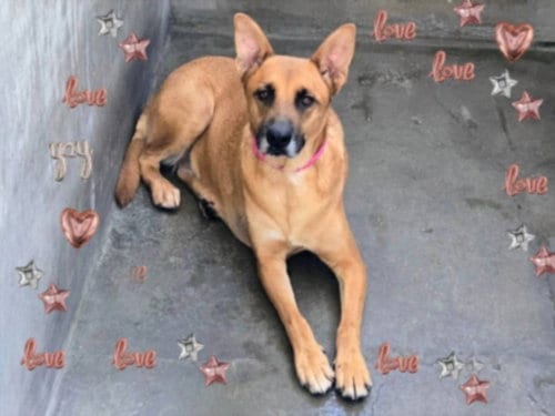 Photo of Nala, adoptable German Shepherd Dog in Van Nuys, California