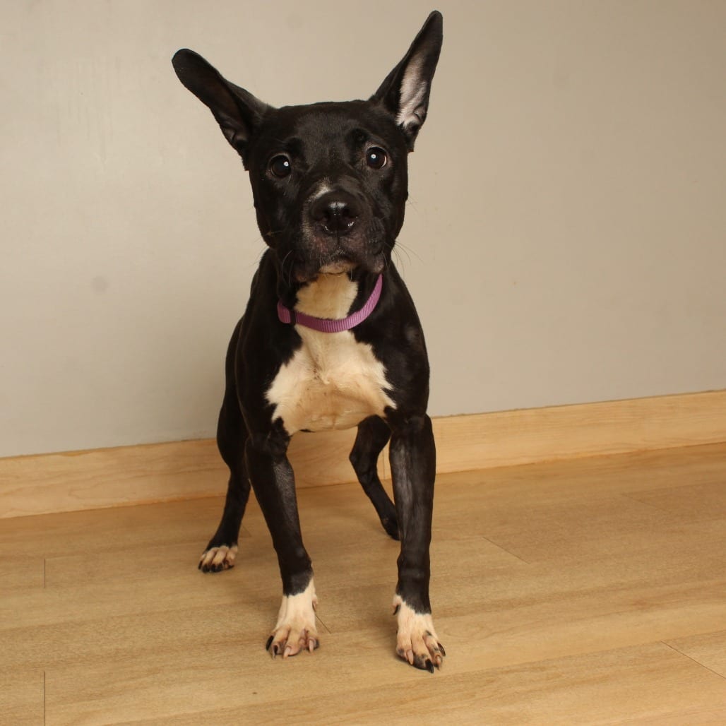 Photo of Marigold D71108, adoptable Collie, Border / Terrier in Minnesota, Minnesota