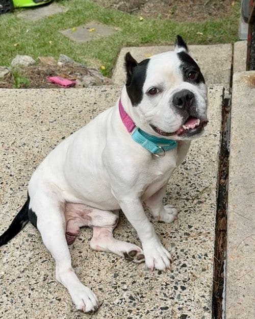 Photo of Duke, adoptable Bulldog in Monticello, New Jersey