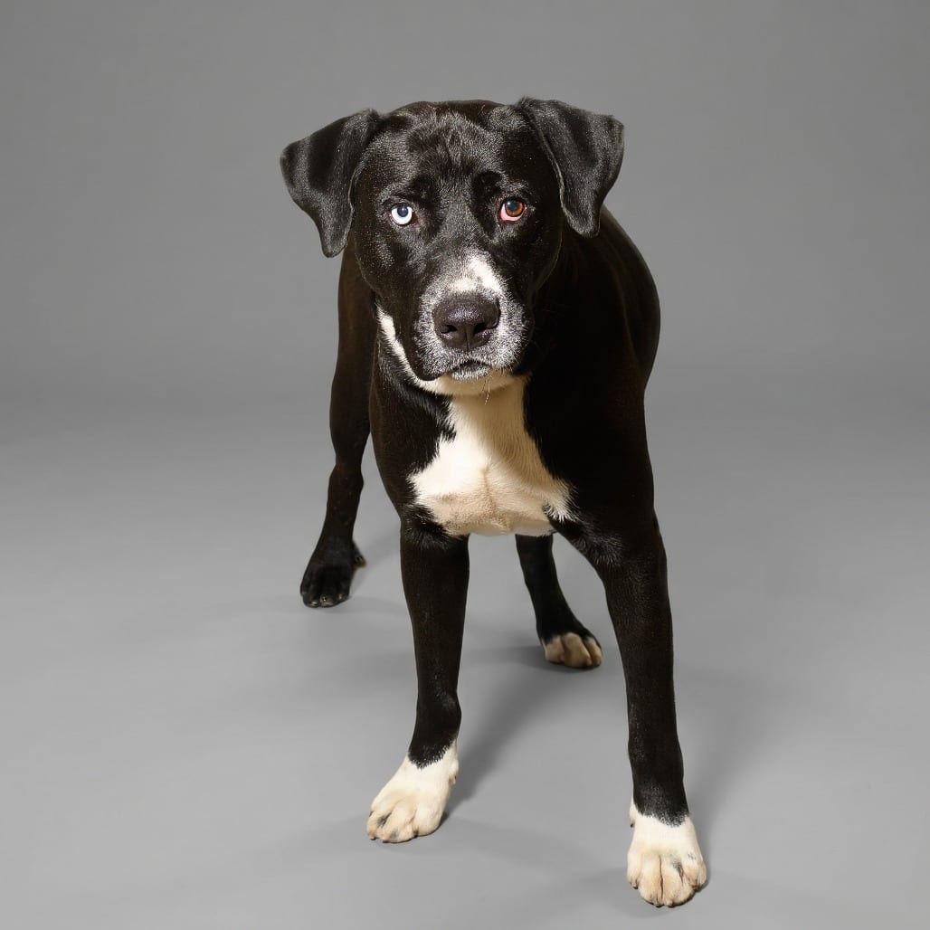 Photo of Andrew, adoptable Retriever, Labrador / Mix in Weatherford, Texas