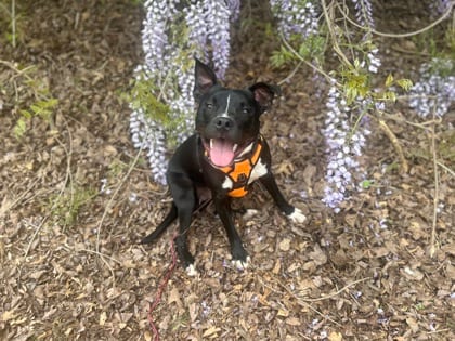 Photo of Kumar, adoptable dog in Atlanta, Georgia