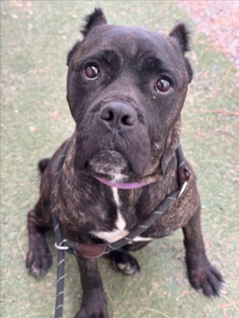 Photo of Emmi, adoptable Cane Corso Mastiff in Woodland, California