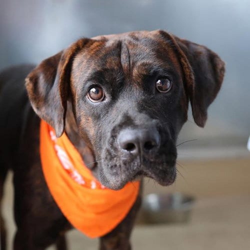 Photo of JC, adoptable Boxer in San Antonio, Texas