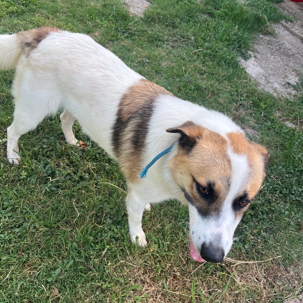 Photo of Kobe, adoptable Pyrenees, Great/Mixed Breed (Medium) in Waco, Texas