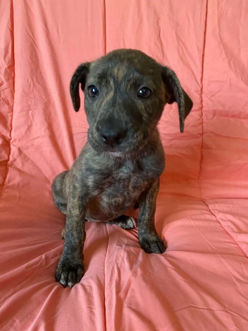 Photo of Tala, adoptable Plott Hound in St. Louis, Missouri