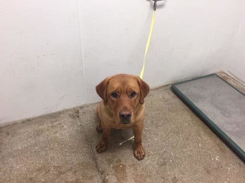 Photo of Denver, adoptable Labrador Retriever in Lawrence, Kansas