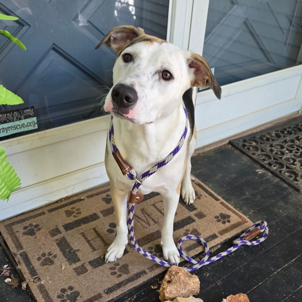 Photo of Alyssa, adoptable Mixed Breed (Medium) in St. Louis, Missouri