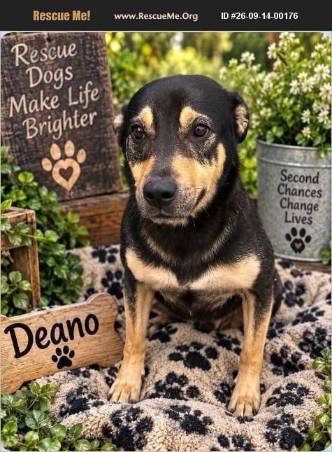 Photo of Deano, adoptable German Shepherd Dog in Benton, Pennsylvania