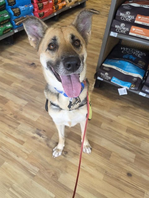 Photo of Sable, adoptable German Shepherd Dog in Miami, Florida