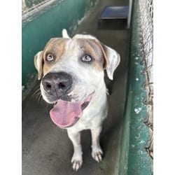 Photo of Titan, adoptable Anatolian Shepherd in Doral, Florida