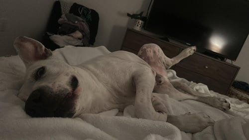 Photo of Timothy, adoptable Great Dane in Miami, Florida