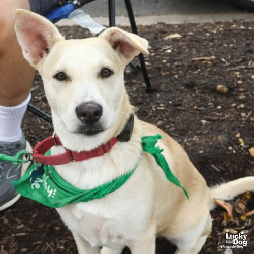 Photo of Issa, adoptable Australian Shepherd in Washington, District of Columbia