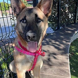 Photo of Cece, adoptable Belgian Malinois Shepherd (Unknown Type) in Beverly Hills, California
