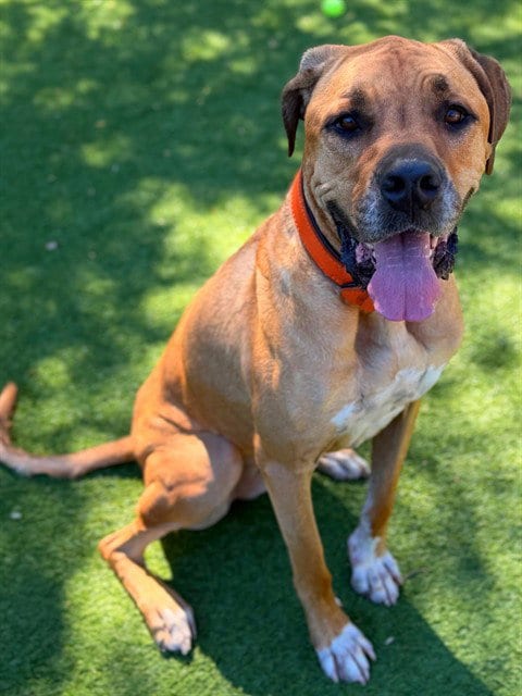 Photo of Zoey, adoptable Mastiff in Agoura, California