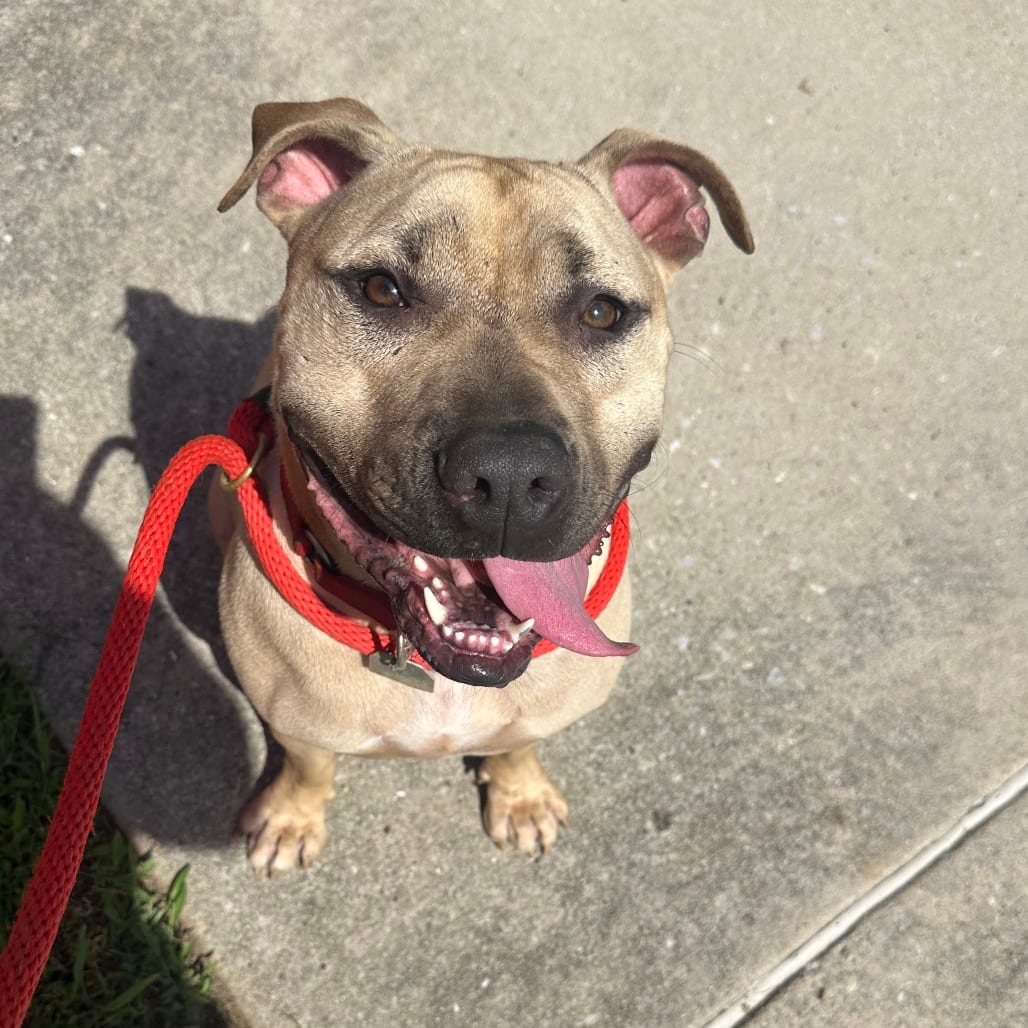 Photo of Samwise, adoptable Mixed Breed (Medium) in Chattanooga, Tennessee