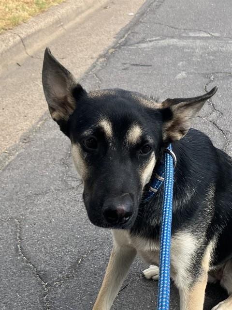 Photo of Oreo, adoptable Mixed Breed